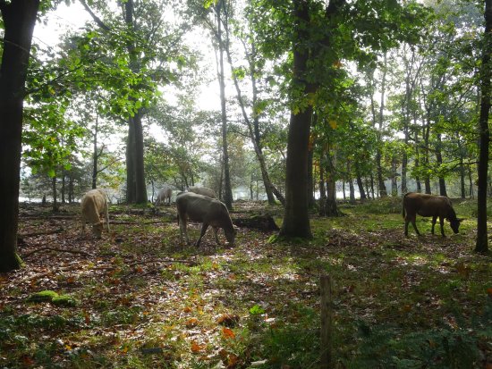 Kom Ook Jongerenavonden Sportieve Wandeling Leersumse Veld