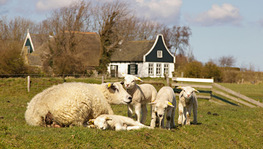 Texel schapen